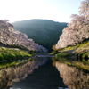 滋賀県　鮎河千本桜