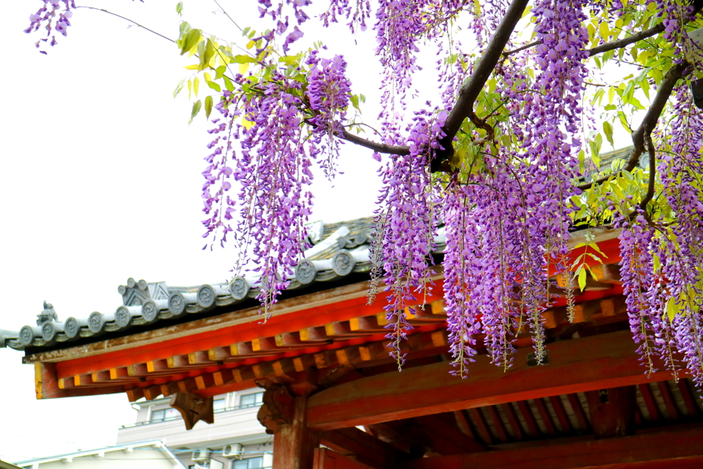 大阪府藤井寺市　葛井寺の藤の花