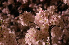 夜桜