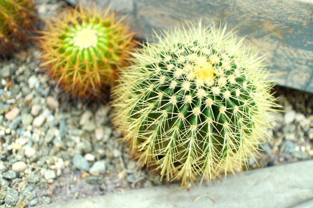 奇跡の星の植物園 ～小さなサボテン～