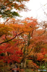 熱海梅園１