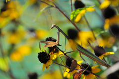 Protective coloration