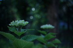 紫陽花