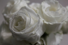 whiterose