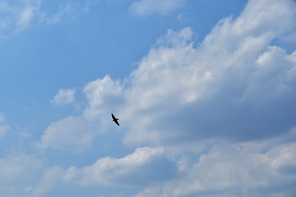 DSC_8315 (2)