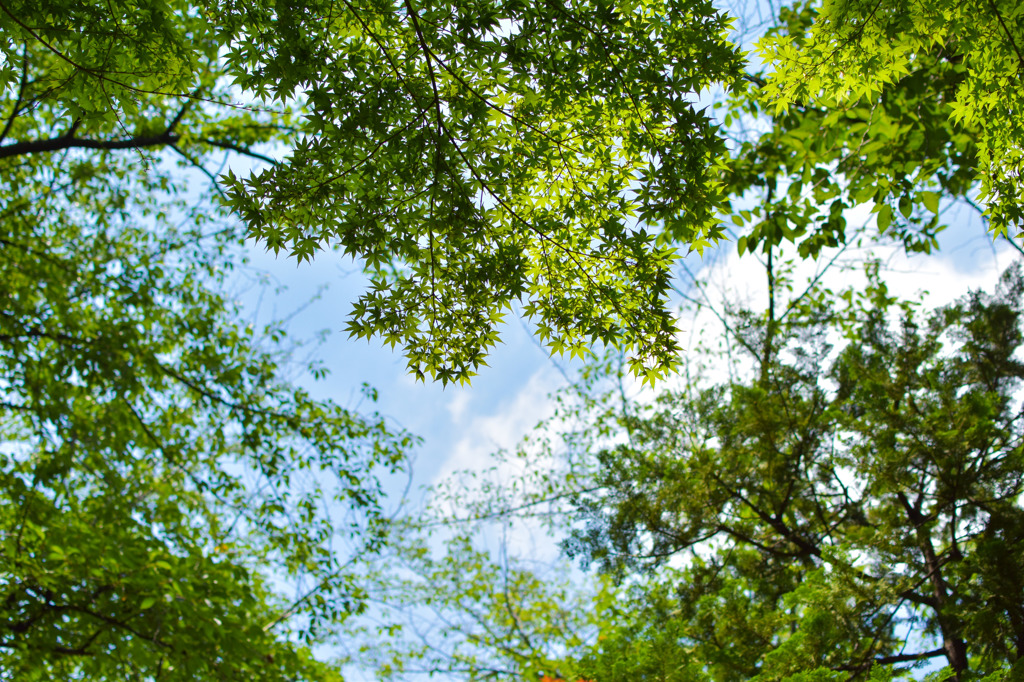 夏の木々と空