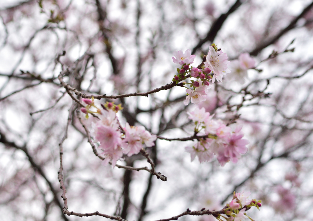 十月桜