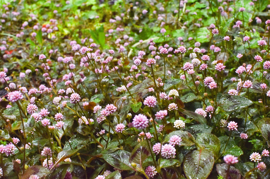 家の前の小さな草むら