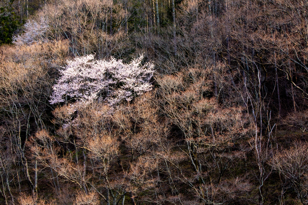 時間差の春