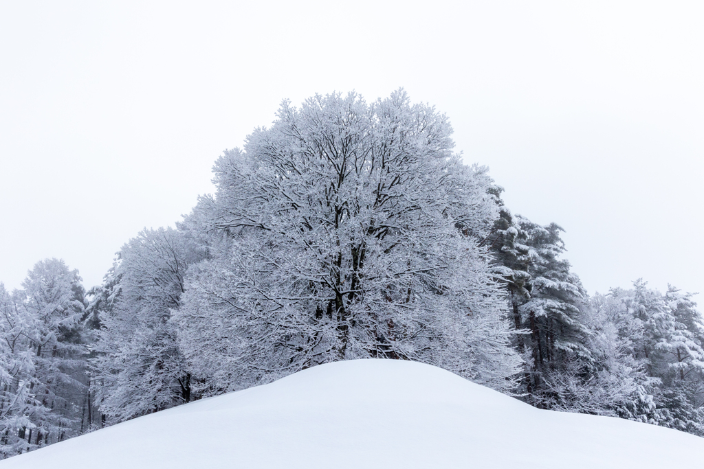 お山の大将　雪景色
