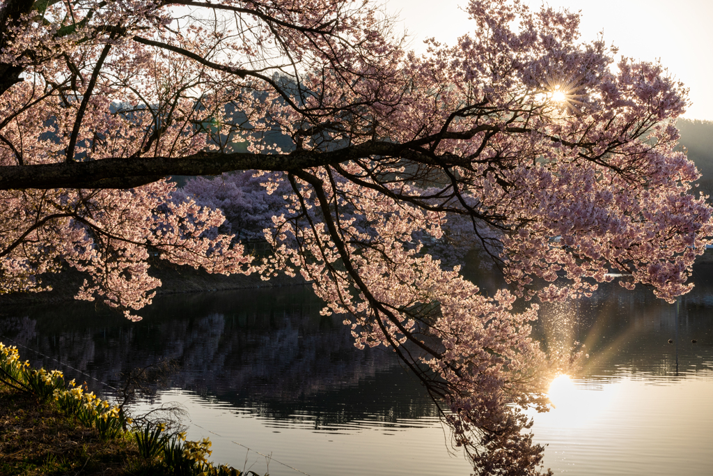 太陽入る池で