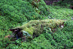 横たわる苔むす