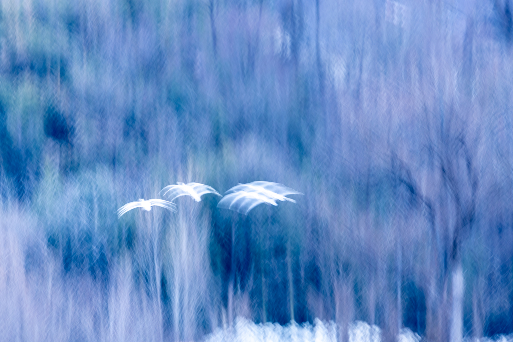 絵画の中で舞う