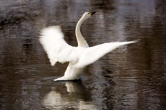 バレエ白鳥の湖