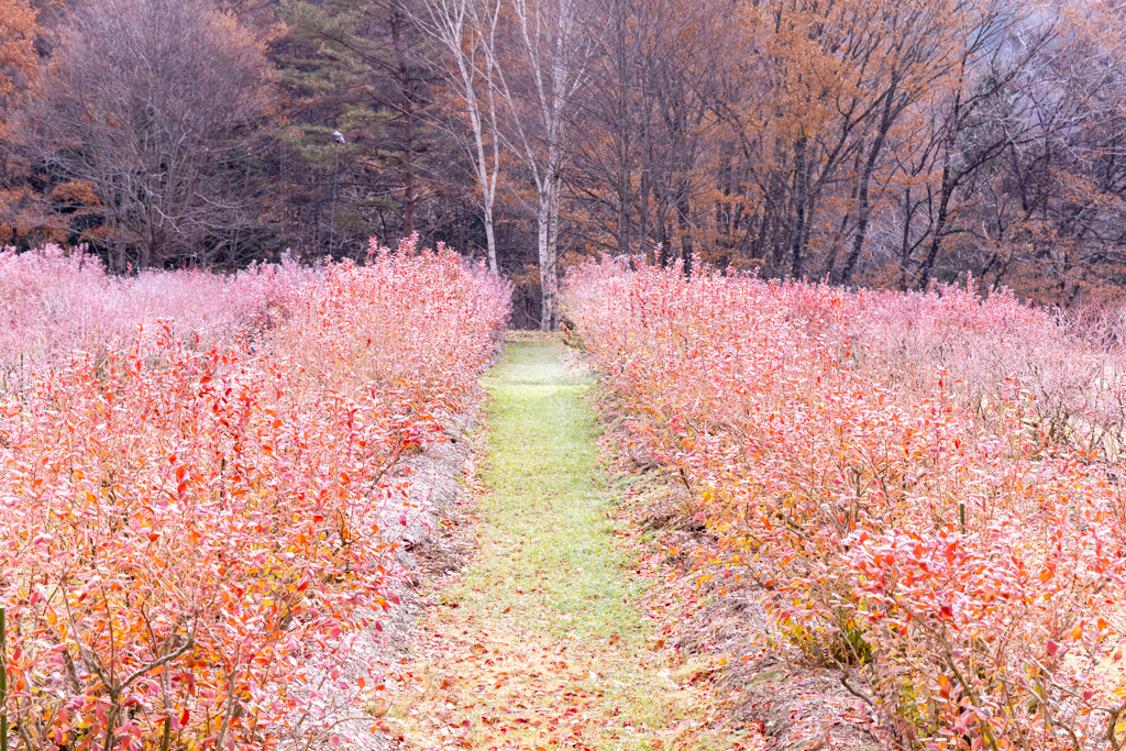 おしゃれする農園