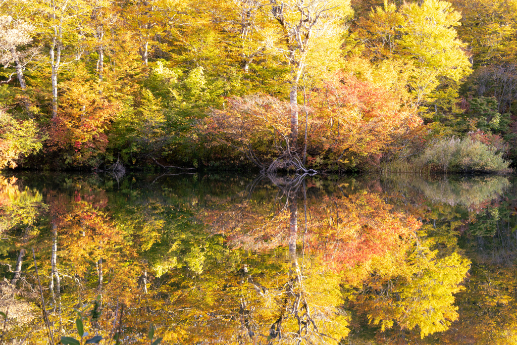 紅葉を優しく映す