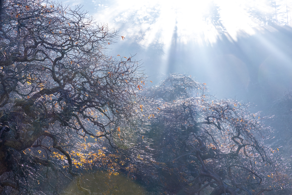 魔の森に注ぐ光