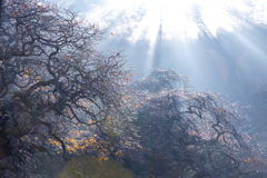 魔の森に注ぐ光