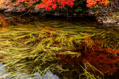 水草池の色づき