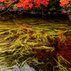水草池の色づき