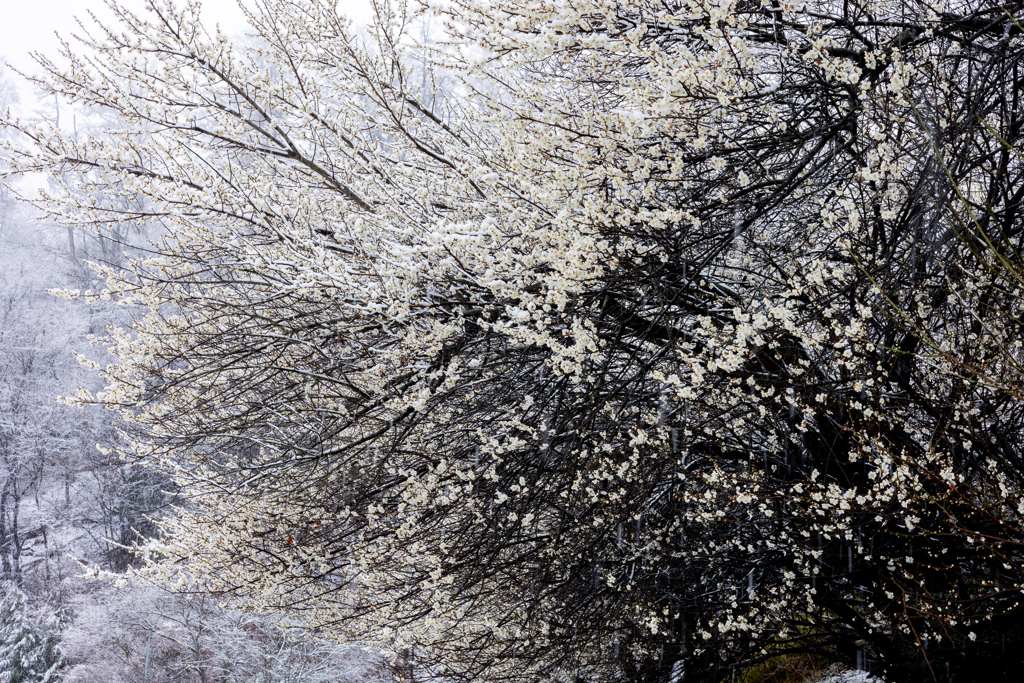 白い梅に雪化粧