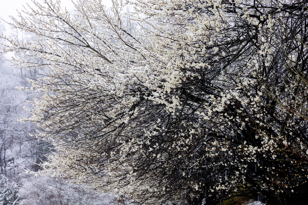 白い梅に雪化粧