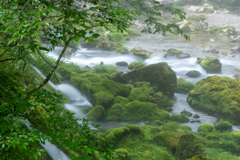 苔むす川