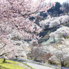 花咲く農場