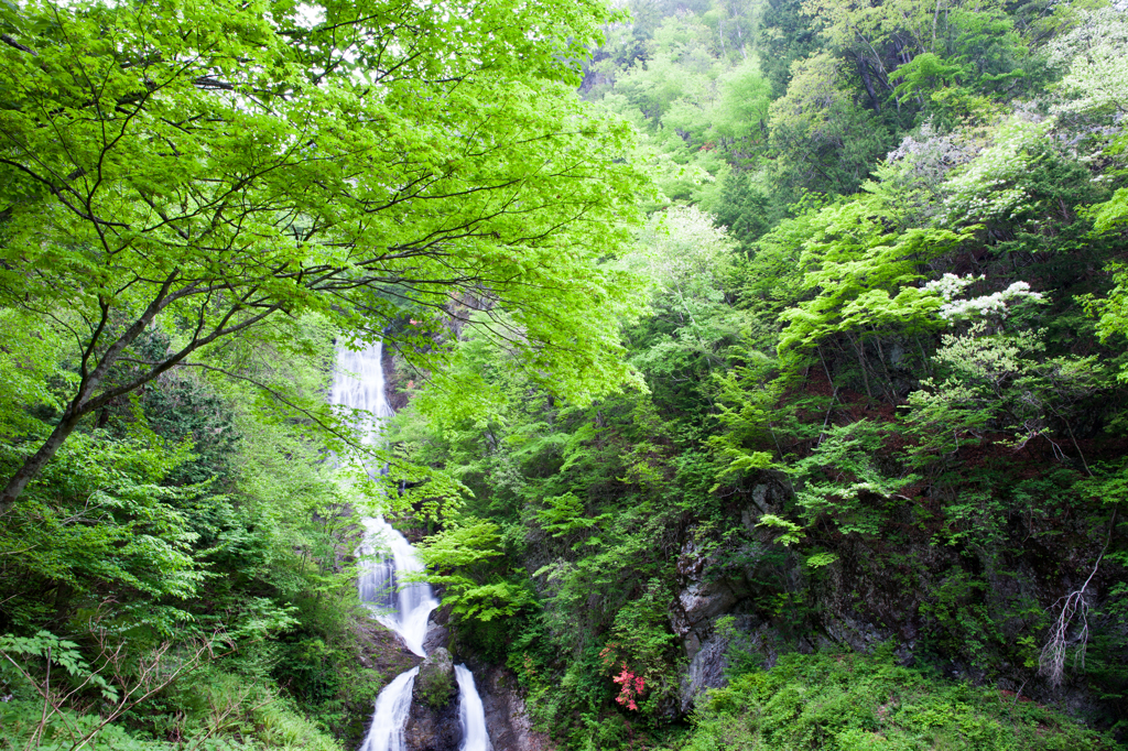 唐沢の滝　新緑の頃