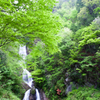 唐沢の滝　新緑の頃