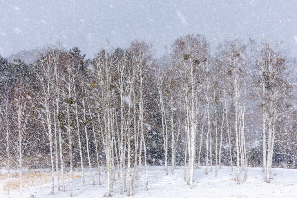 雪の日の情景