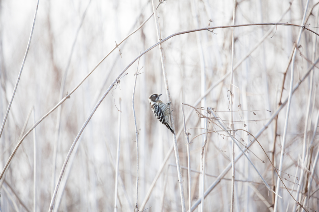 鳥のいる風景１