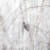 鳥のいる風景１