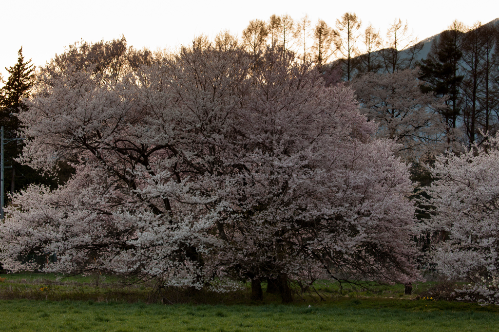 桜　夕景