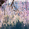 春すだれ