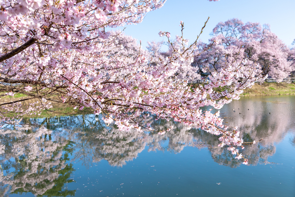 春の池を飾る