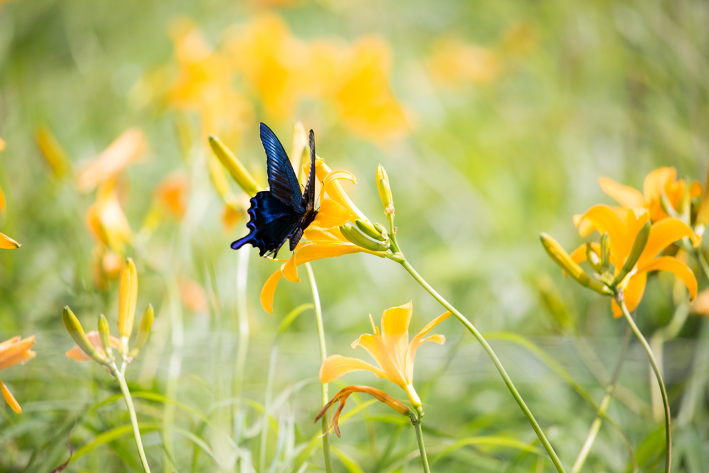 高原のお花を求め舞う
