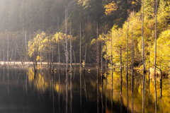 浮かび上がる樹形