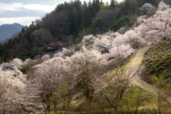 山村の小径