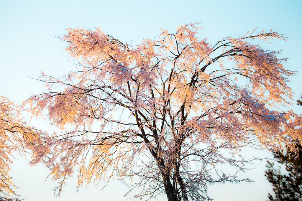 桜色