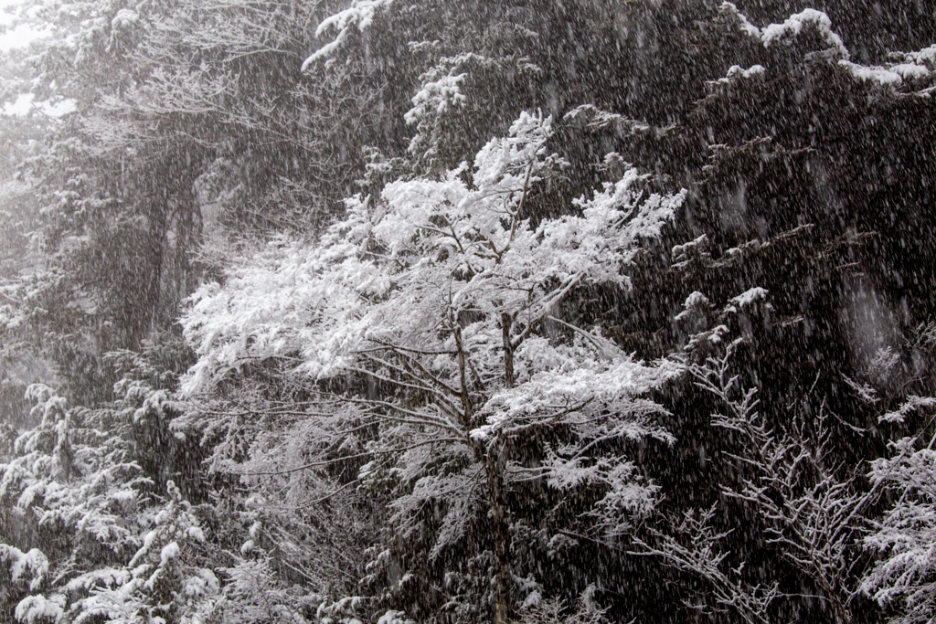 降りしきる雪の中で