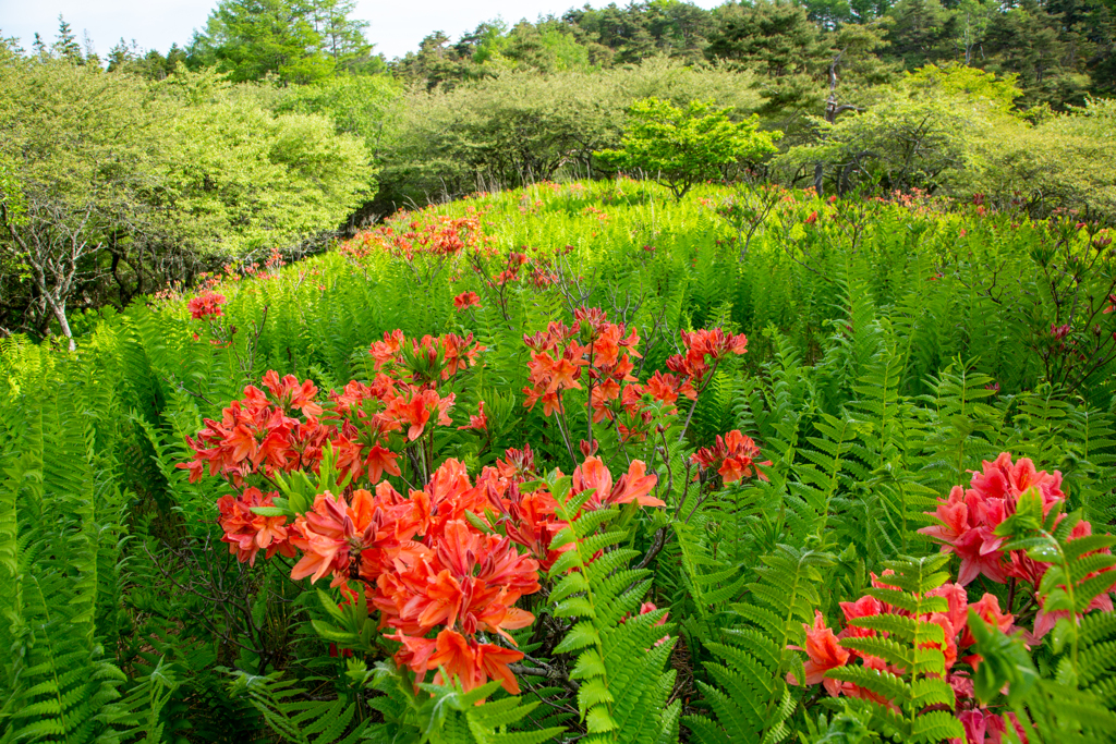 高原の初夏の色