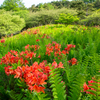 高原の初夏の色
