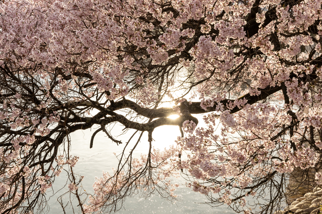 傾く光に向かう by 信州Jin （ID：13450612） - 写真共有サイト:PHOTOHITO