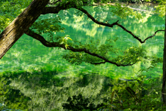 緑の湧水池