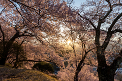 夜明けの桜公園