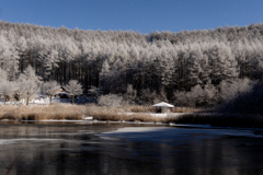 月の光に浮かぶ森