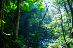 夏の森の情景