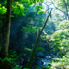 夏の森の情景