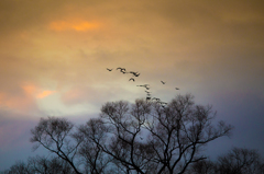 鳥のいる風景